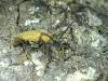 Stictoleptura rubra